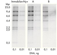 L'efficienza nella visualizzazione, consente di caricare quantità minime di DNA, fino a 0,01 ng. Le bande di 2,2 e 2,0 kbp nella corsia 0,1 corrispondono, rispettivamente, a 0,48 e 0,42 pg di DNA, approssimativamente equivalenti alla sequenza di un gene in singola copia presente in 10 µg di DNA genomico umano. La sensibilità è stata migliorata raddoppiando la concentrazione della sonda. Nella corsia corrispondente a 0,01 ng, la membrana Immobilon-Ny+ mostra sensibilità un po' maggiore con background ridotto rispetto alla membrana A.